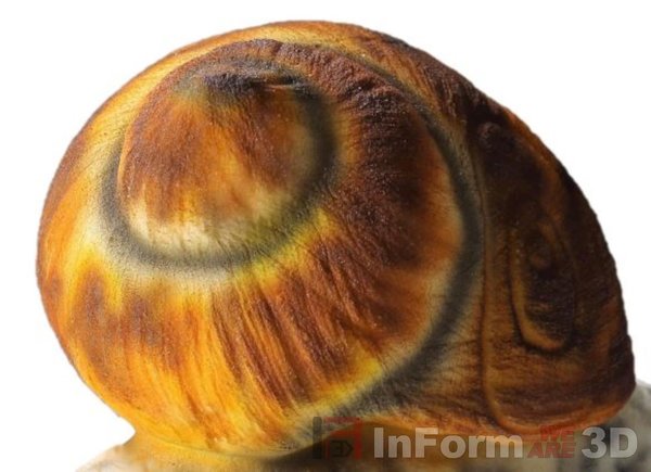 Snail with bend